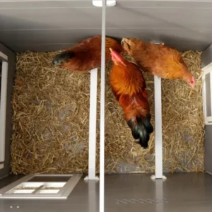 Hønsehus i Eco-Plast