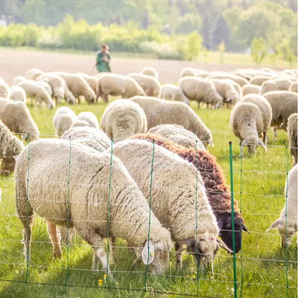 Flytbar hegn 50m med store masker