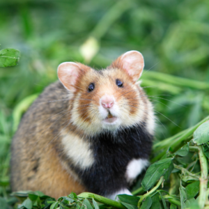 Hamster