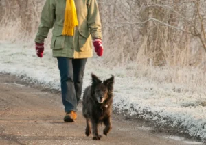 Hunde om vinteren | 6 gode tips til at pleje og passe din hund