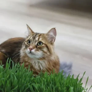 Katte græs